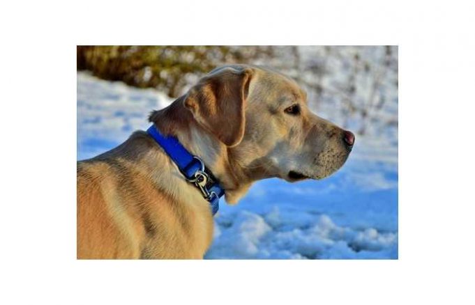 Pawbo - Acer legt Hunde ans smarte Halsband