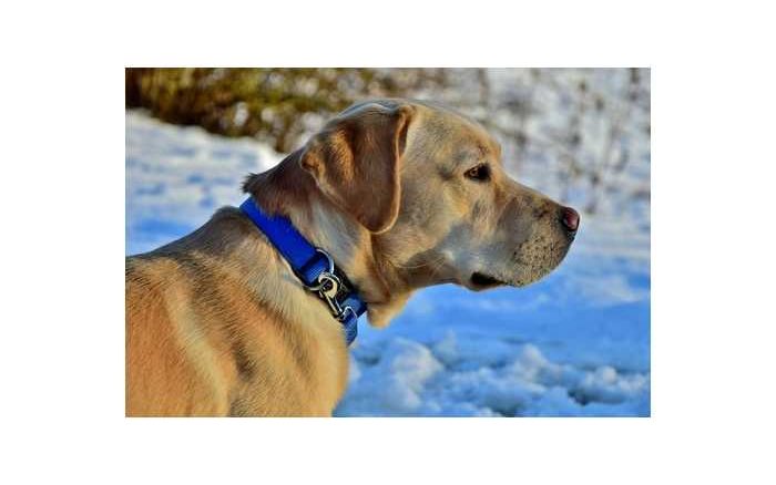 Pawbo - Acer legt Hunde ans smarte Halsband